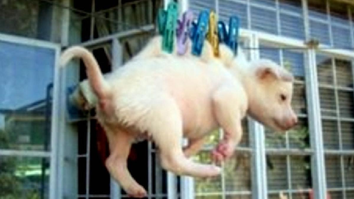 agitatie pe facebook dupa ce un adolescent a postat poze cu catelul sau agatat pe sarma de intins