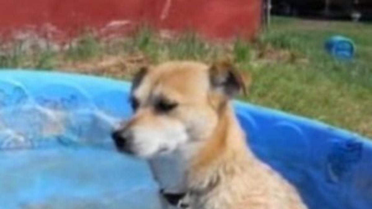 toto un maidanez din romania cu labutele din spate paralizate a induiosat o lume intreaga