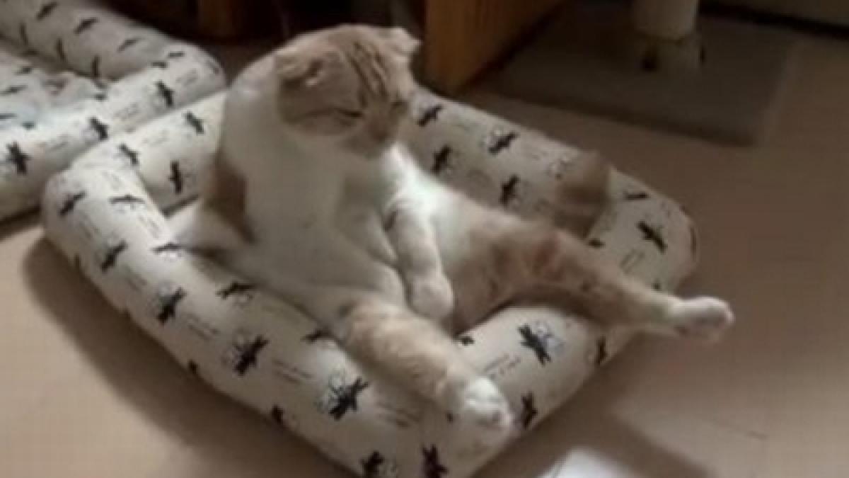 o felina fara chef vezi cum arata cea mai lenesa pisica din lume