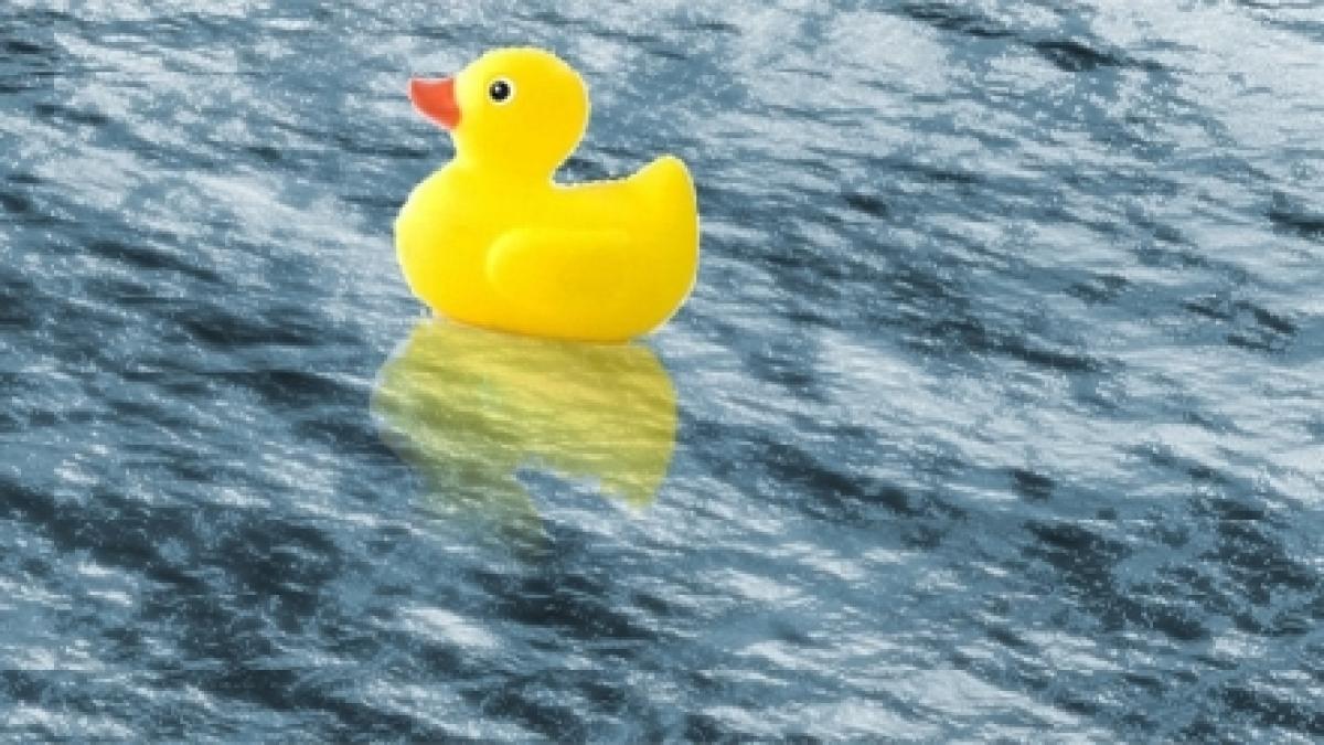 peste 5000 de ratuste de plastic s au intrecut pe raul bega in timisoara