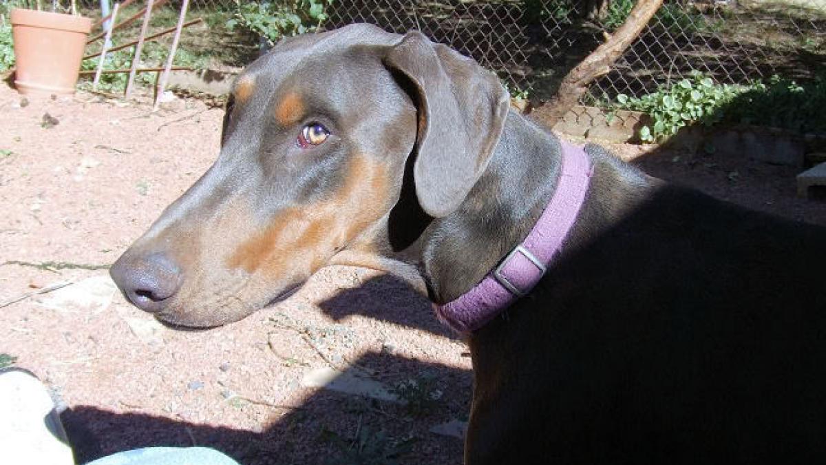 un barbat beat a fost arestat dupa ce a incercat sa isi opereze cainele