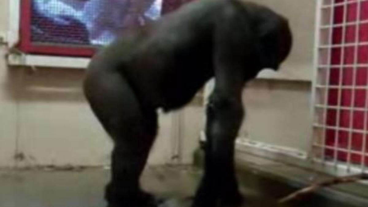 demonstratie inedita de breakdance a unei gorile