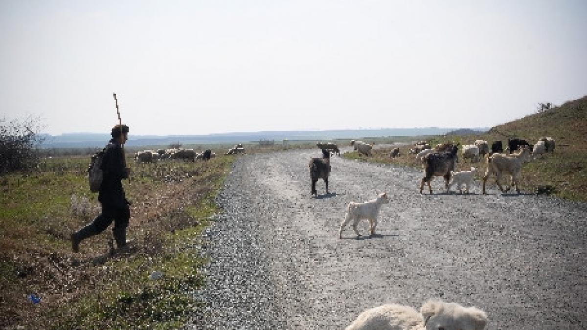 un roman din italia a fost arestat pentru uciderea unui cioban de 78 de ani