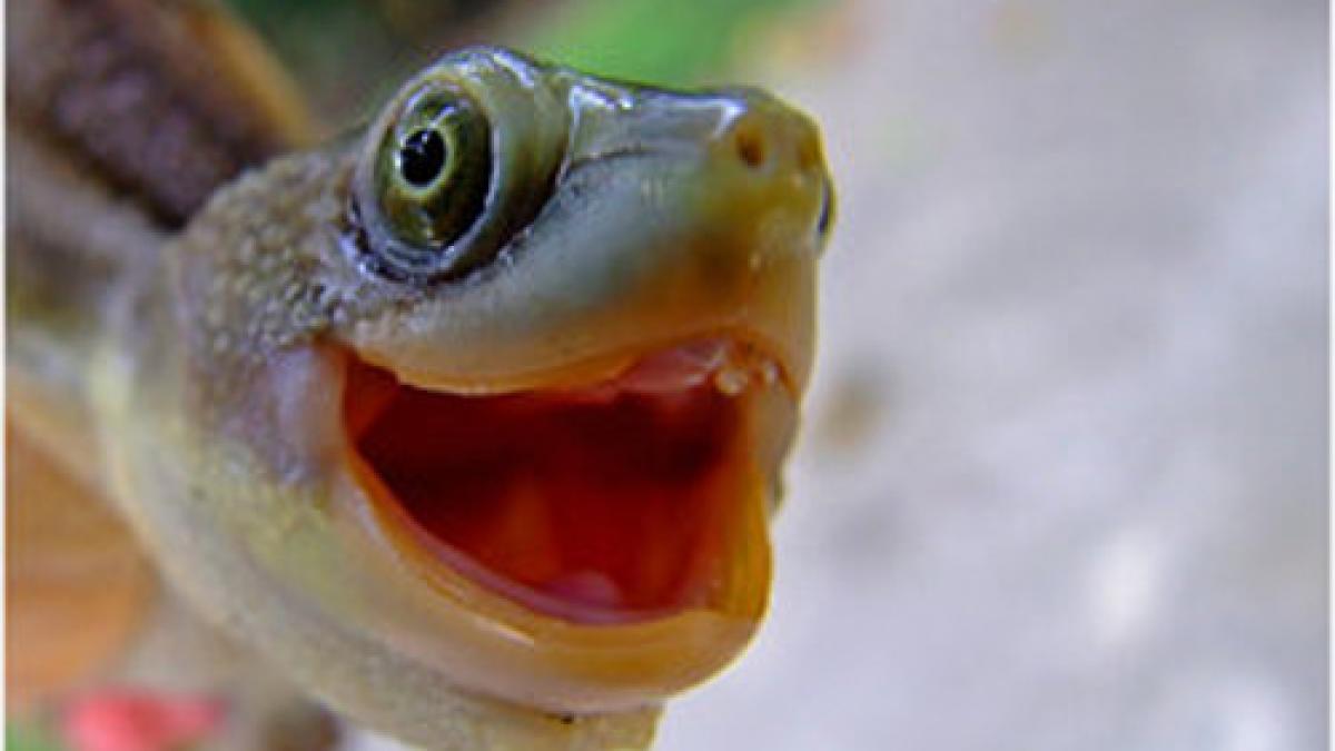 cum se manifesta o broasca testoasa in extaz