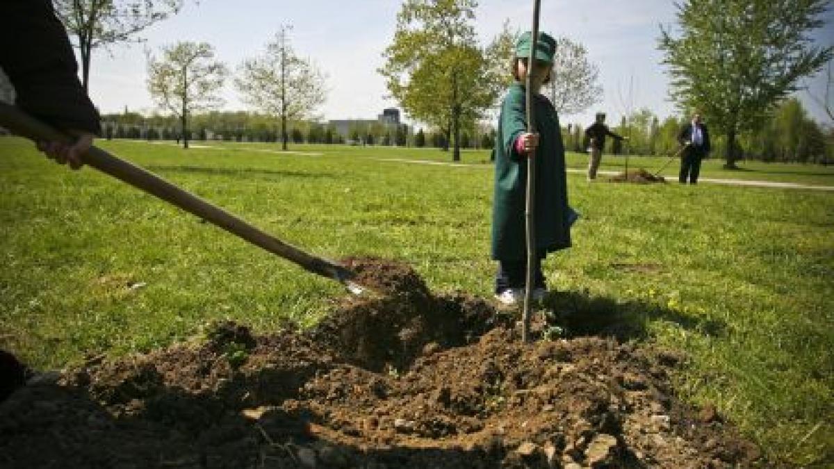 bucurestiul are mai putin de un copac pentru fiecare locuitor sectorul 2 cel mai putin impadurit