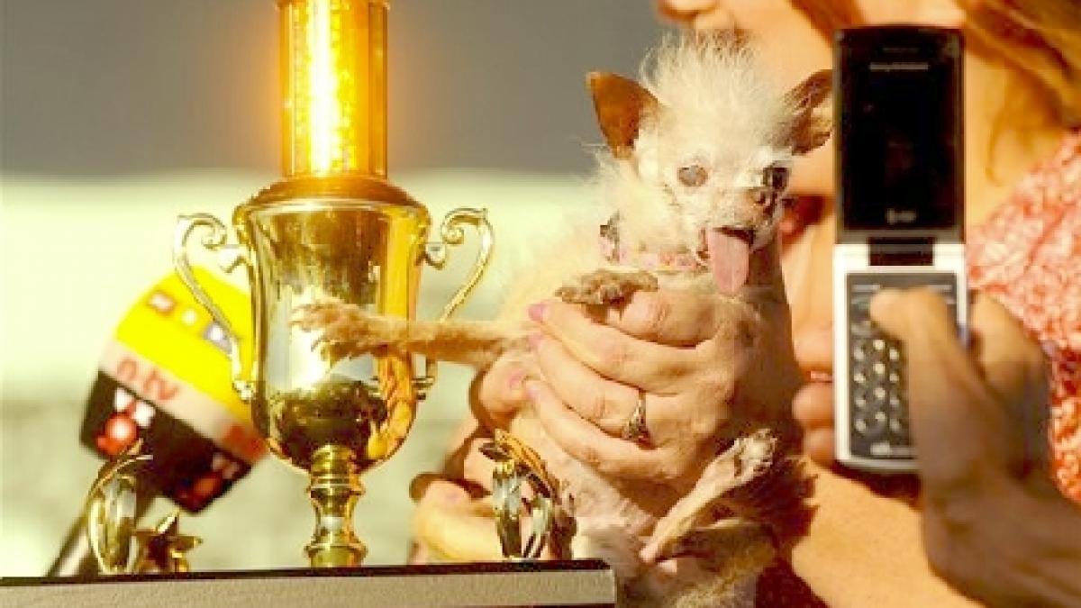 o corcitura intre chinese crested si chihuahua declarat cel mai urat caine din lume