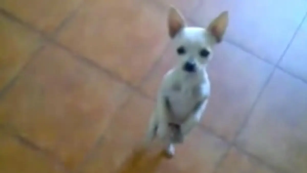 un caine chihuaha danseaza pe muzica latino mai bine decat multi oameni
