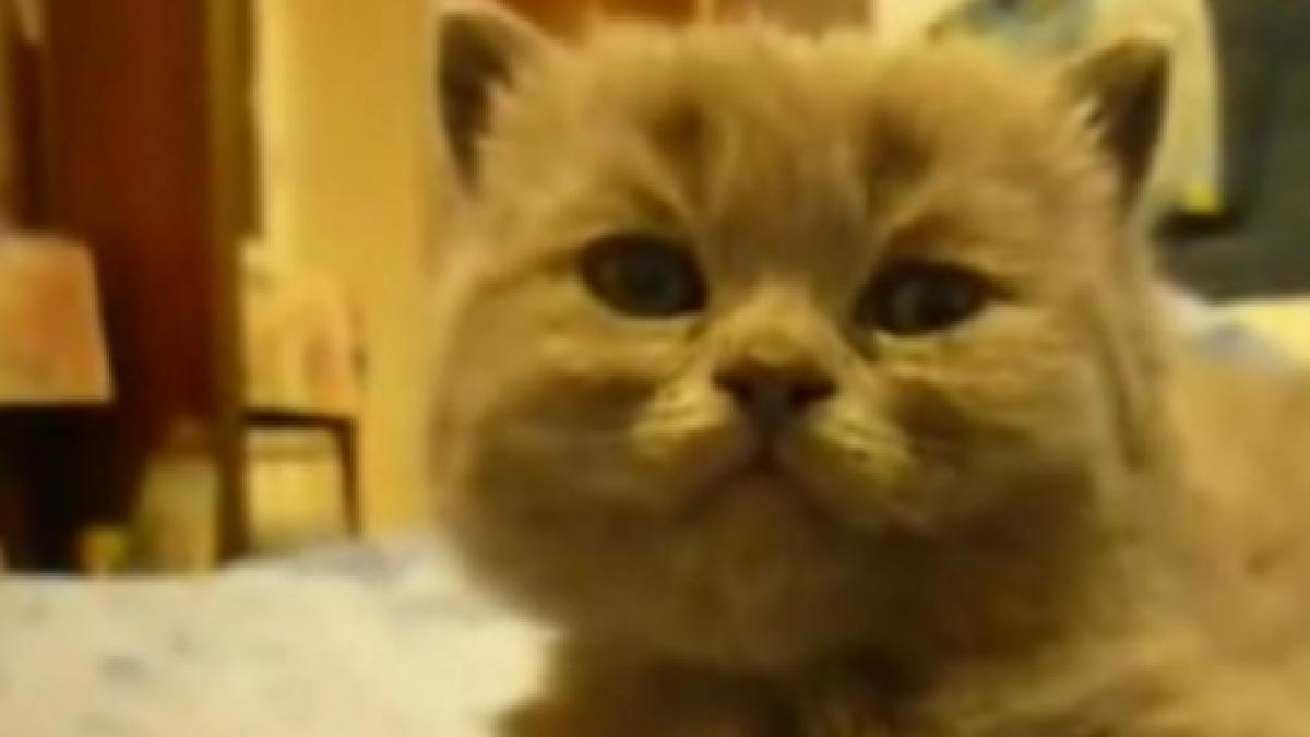 un pisoi somnoros adoarme cat ai bate din palme