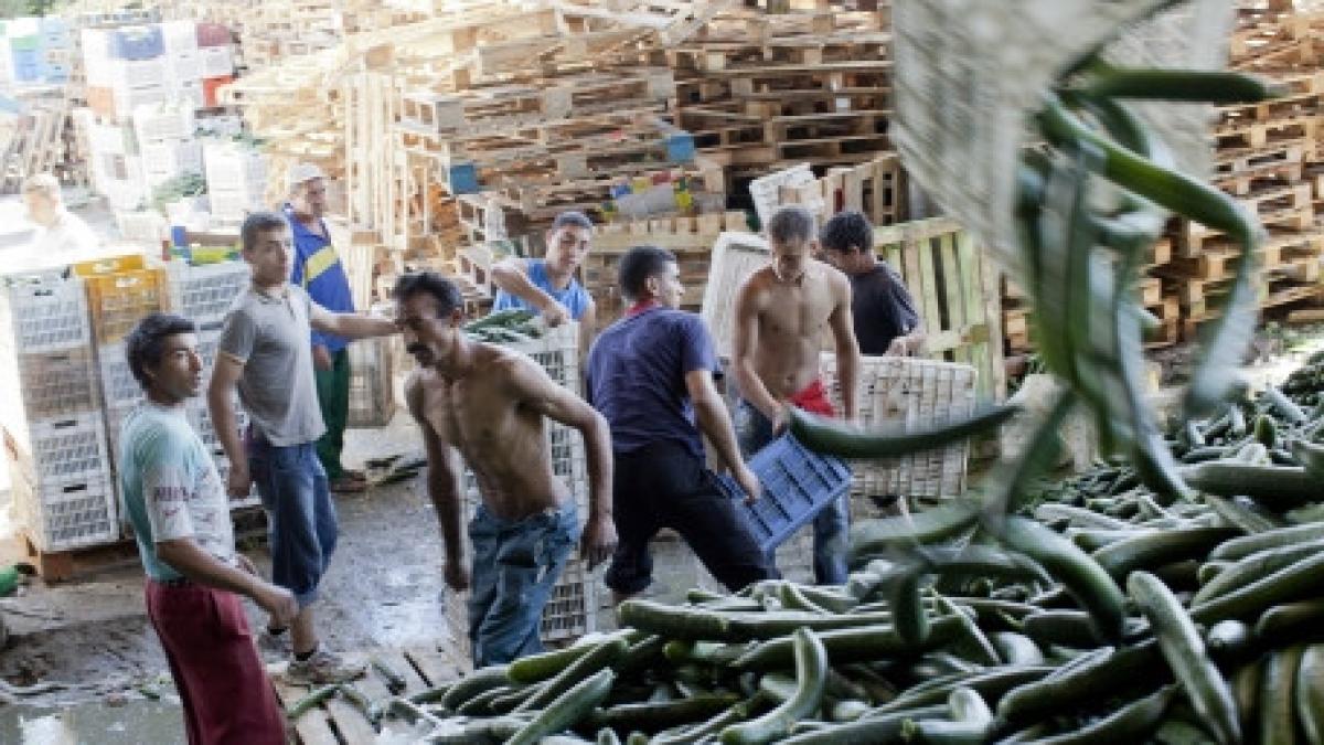 cultivatorii romani de castraveti si rosii cer despagubiri de la comisia europeana