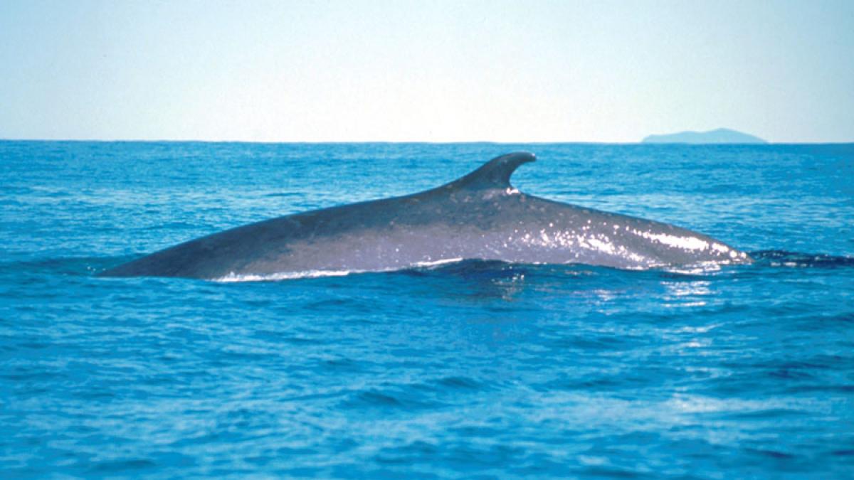 Imagini rare. O balenă cu aripioară se joacă pe lângă o ambarcaţiune