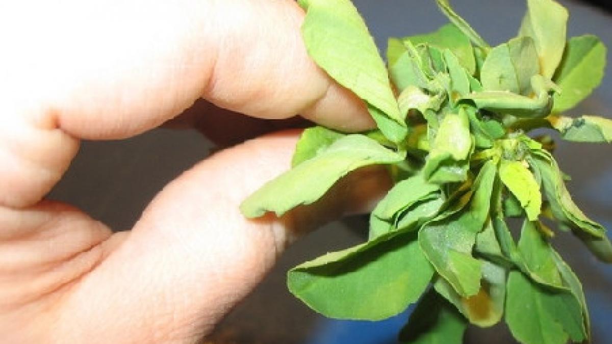 noua ipoteza pentru sursa epidemiei e coli semintele de schinduf exportate de egipteni