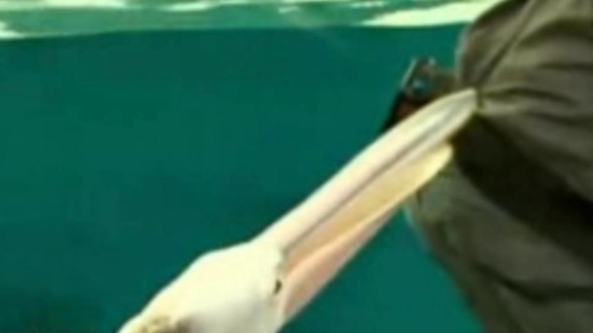 cele mai amuzante si jenante momente in care te poate pune un animal