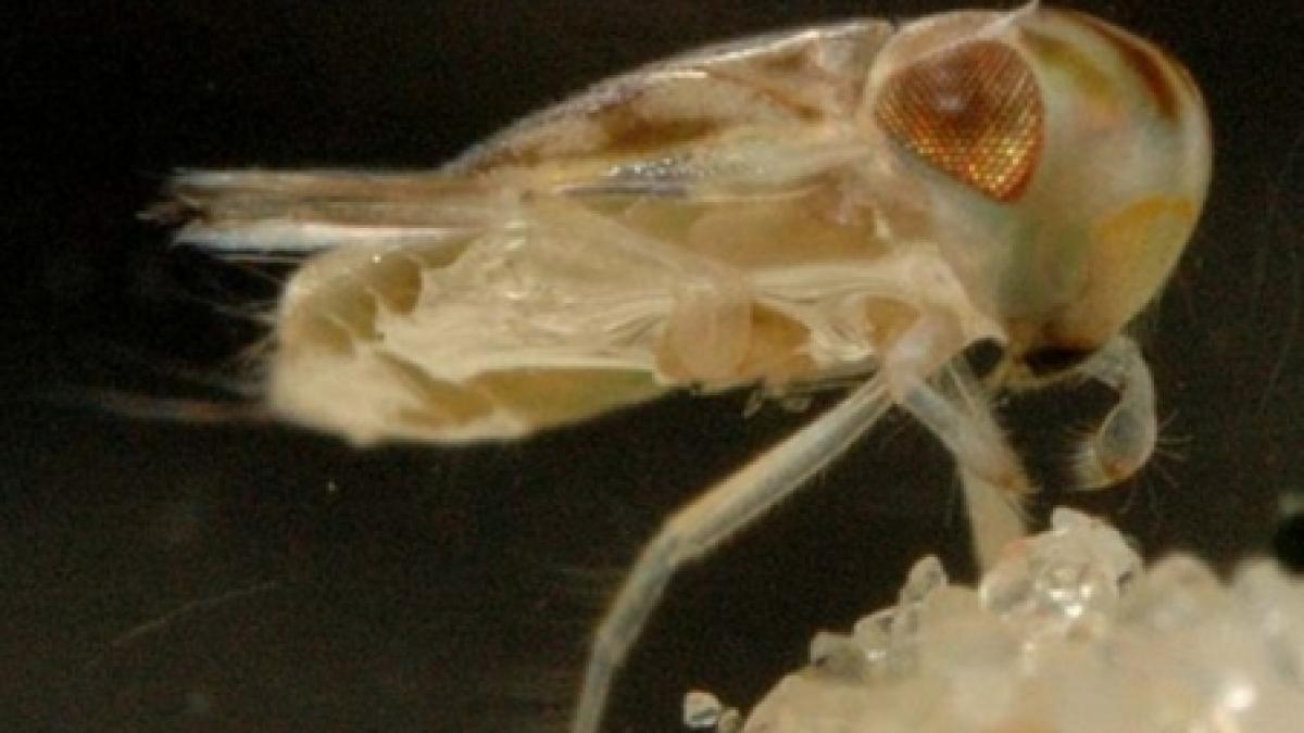 plosnita cu penis cantator cea mai zgomotoasa forma de viata de pe terra