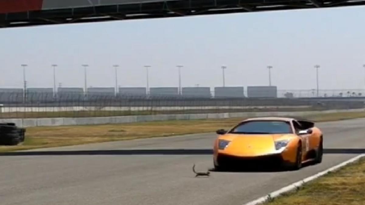 o veverita a supravietuit unei coliziuni cu un lamborghini la peste 160 km h