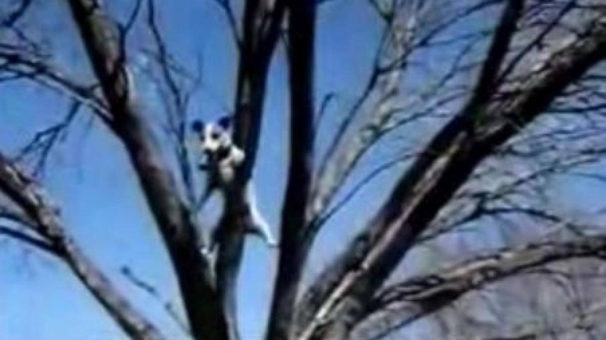 un catel face concurenta pisicilor si veveritelor se urca in copaci cu o usurinta incredibila