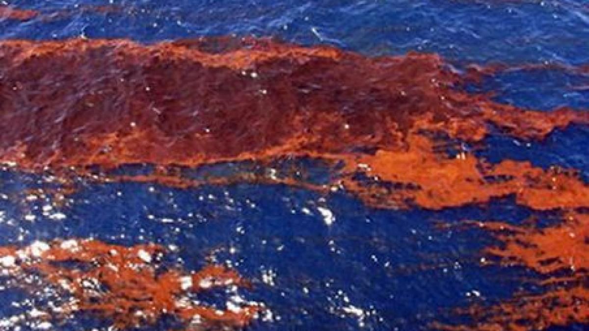 alerta in sua o cantitate mare de petrol s a revarsat intr un rau din montana