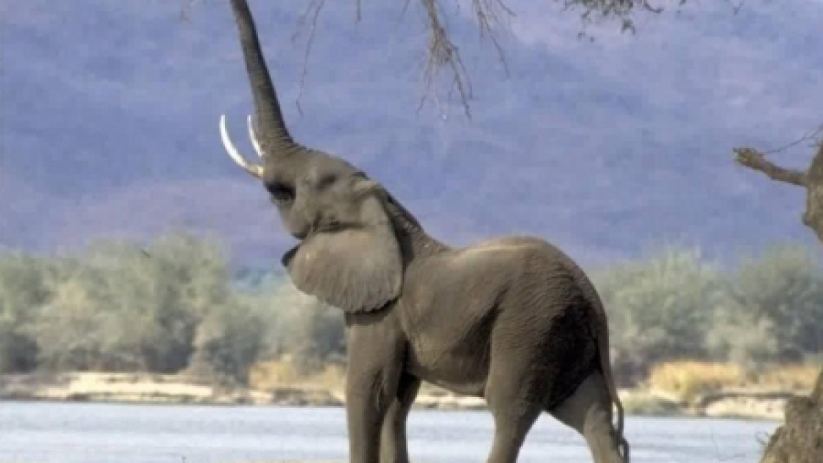 o caravana cu elefanti si hipopotami a parcat in curtea stadionului stiintei din craiova