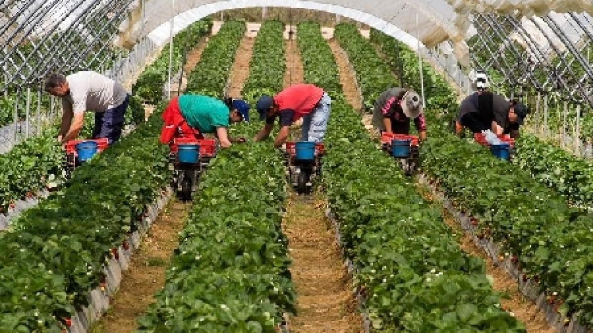 polonia nemultumita de masurile de limitare ale imigrantilor impuse de olanda