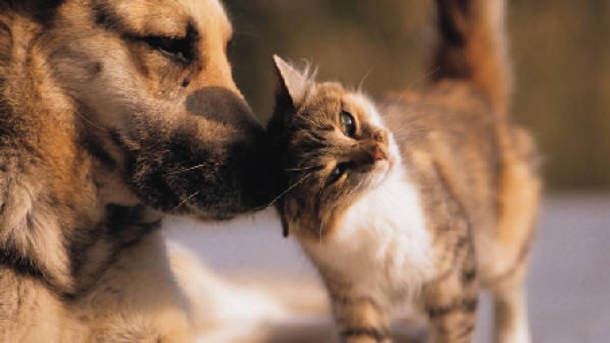 sase milioane de caini si pisici fara stapan pe strazile din romania