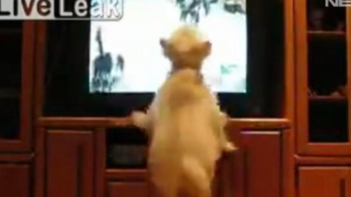 un catel sare pe televizor sa si intalneasca semenii