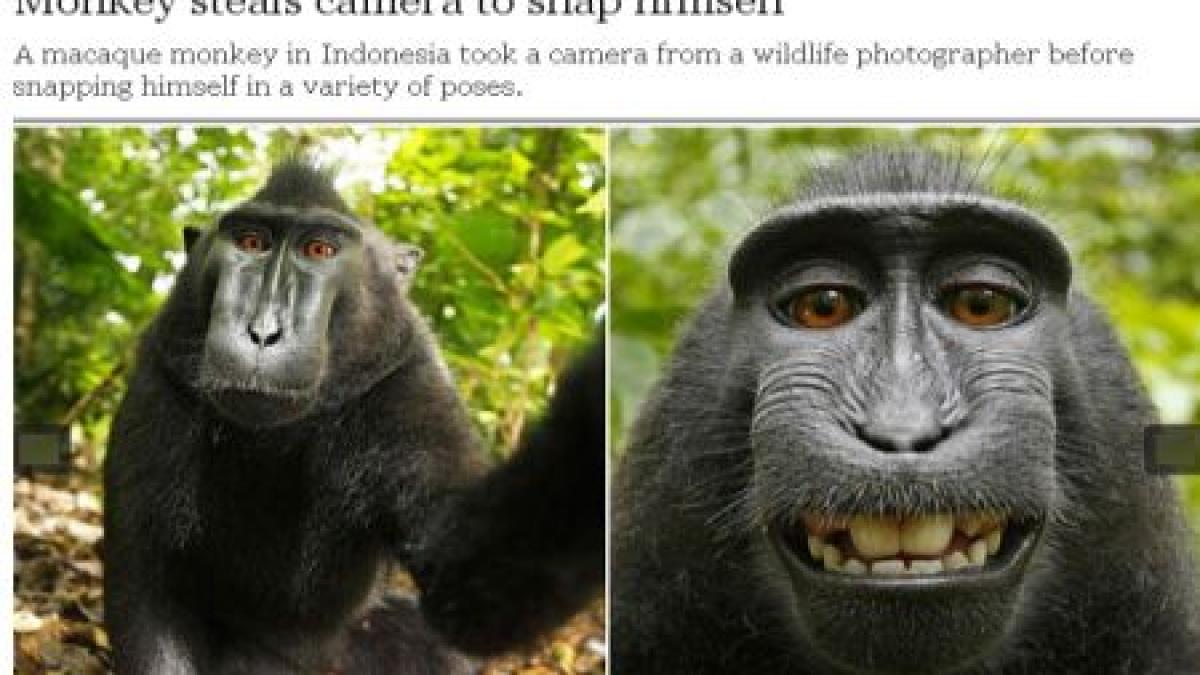 o maimuta a furat aparatul unui fotograf si si a facut singura poze