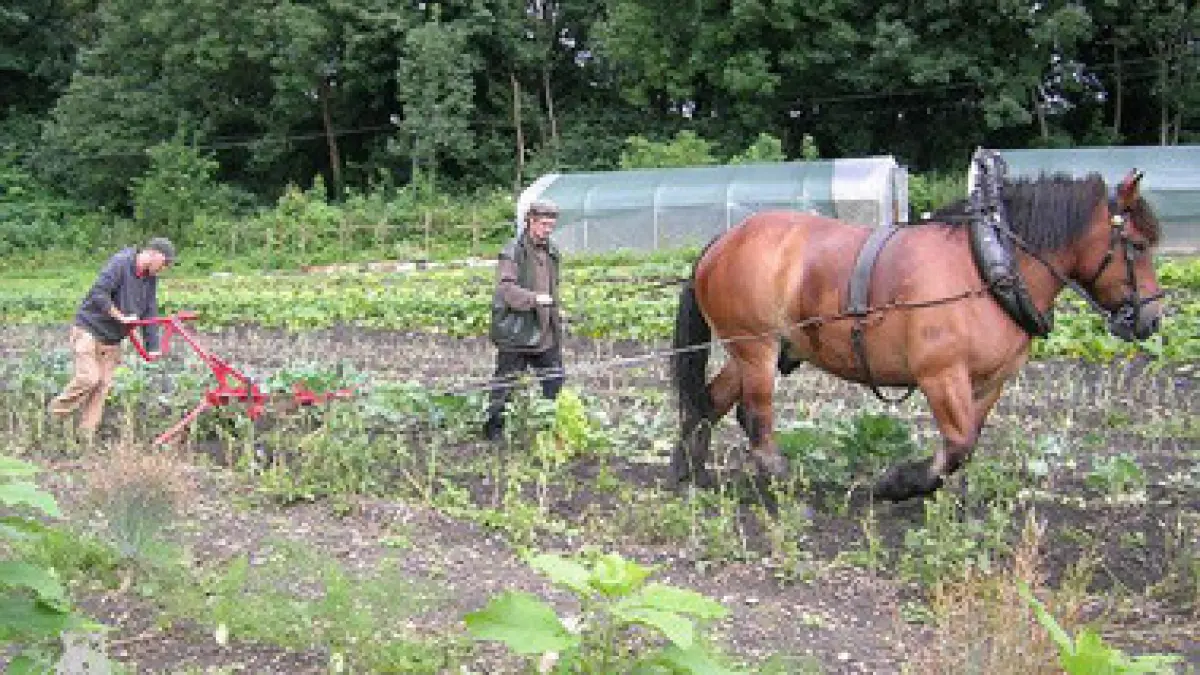 agricultura sau constructiile singurele optiuni pentru tinerii fara diploma de bac din romania