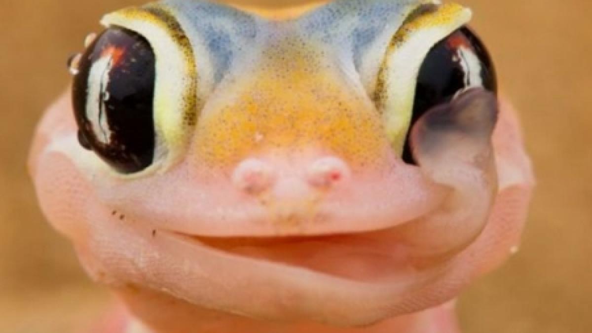 o soparla care isi linge ochiul face senzatie pe internet