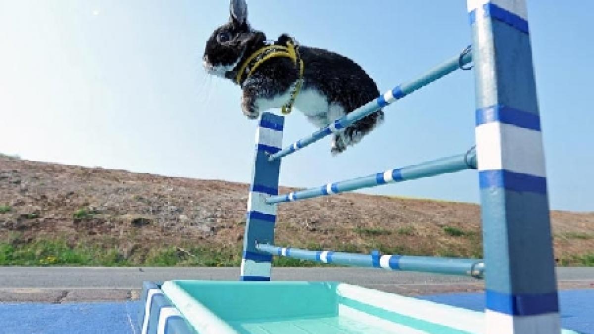 cursele cu iepuri o noua senzatie in lumea sportului german