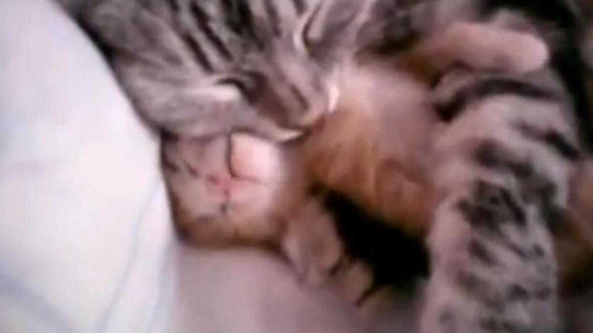 o mama pisica isi imbratiseaza puiul in timp ce doarme