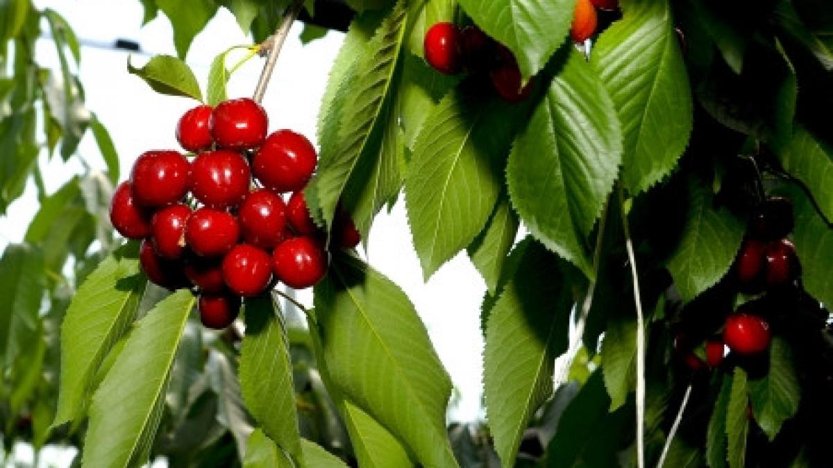 produsele eco din romania la mare cautare in afara granitei