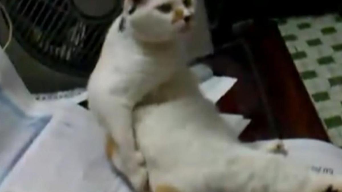 o pisica sta tolanita si se scarpina pe fund