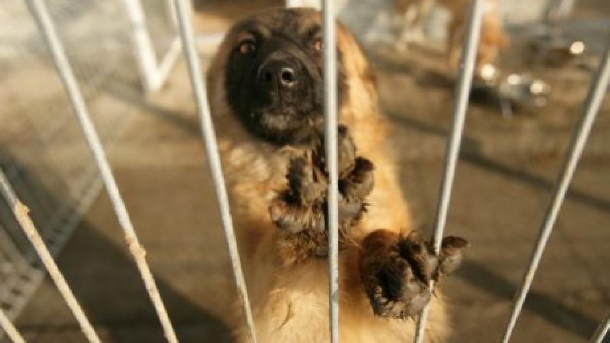 s a deschis primul centru de adoptii de catei din bucuresti s a deschis primul centru de adoptii de catei din bucuresti