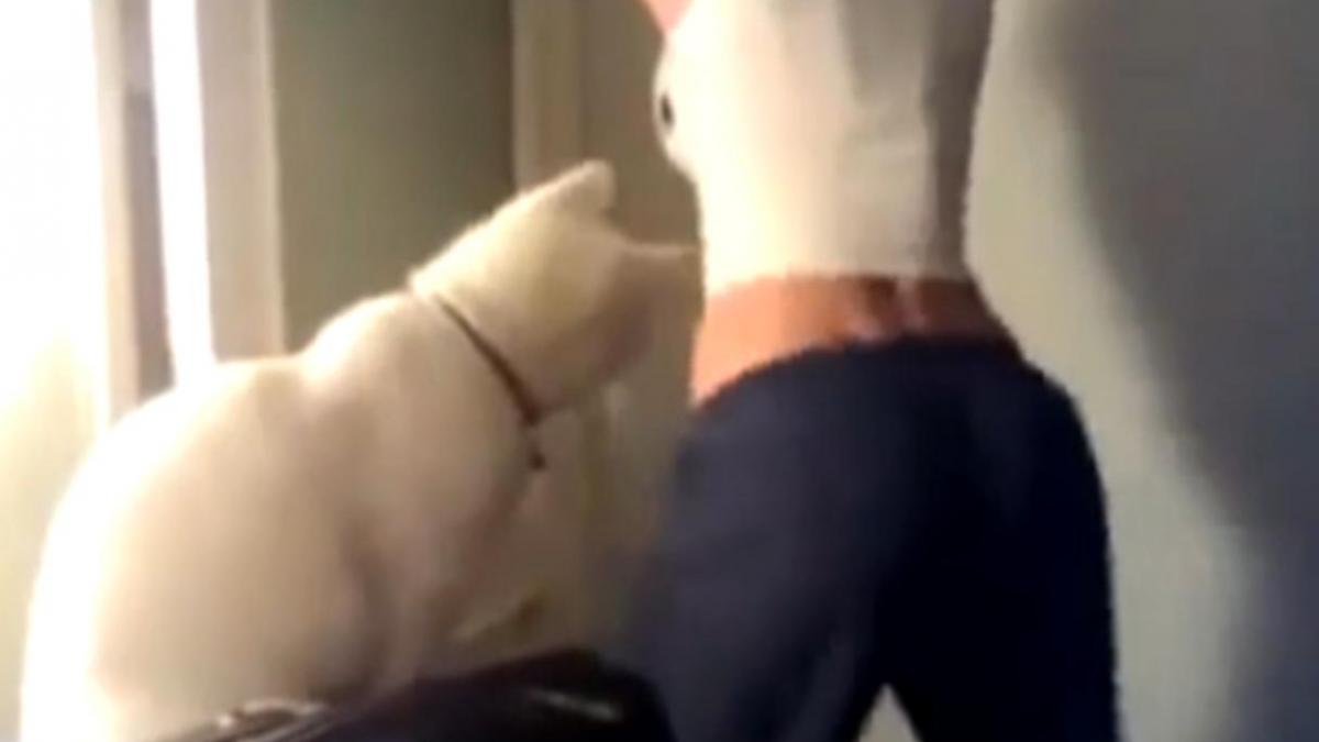 o pisica este hipnotizata de fundul stapanei