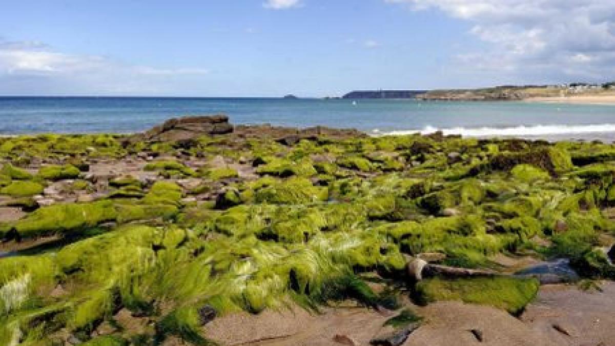 litoralul romanesc invadat de alge autoritatile se declara depasite de situatie