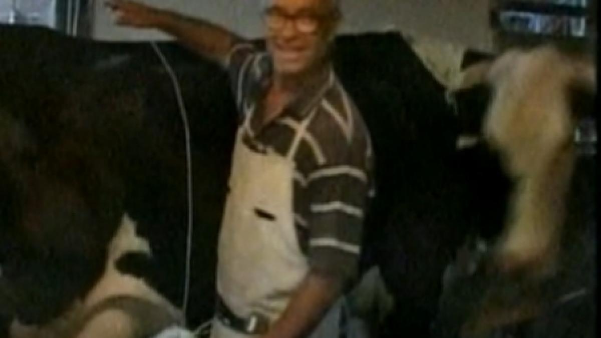 nestiind ca sta la oras un pensionar a luat amenda pentru ca si a scos vaca la plimbare pe drum