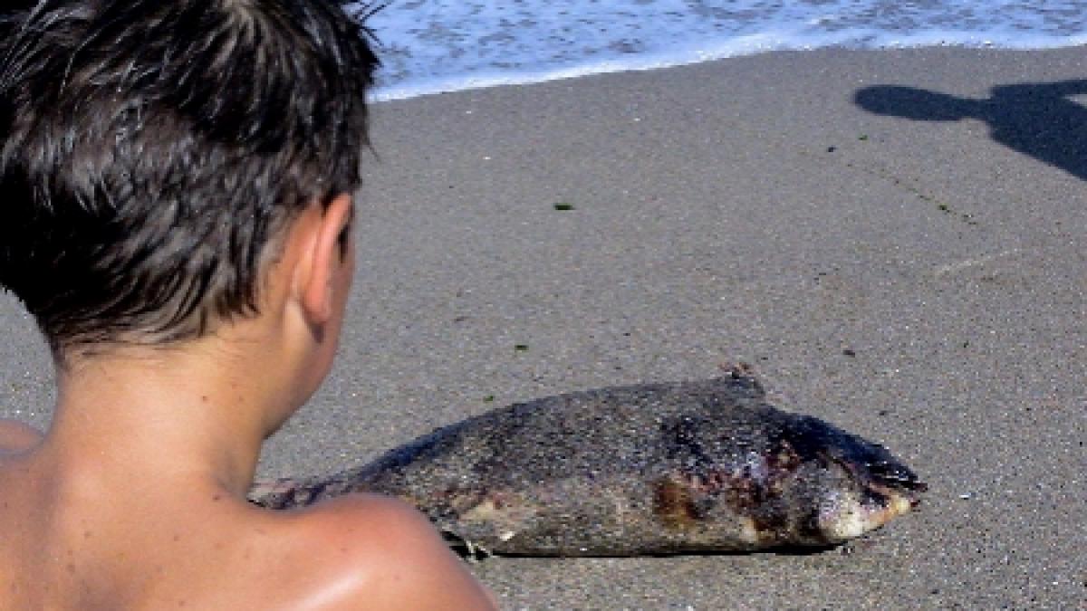 noua delfini gasiti morti pe plajele romanesti