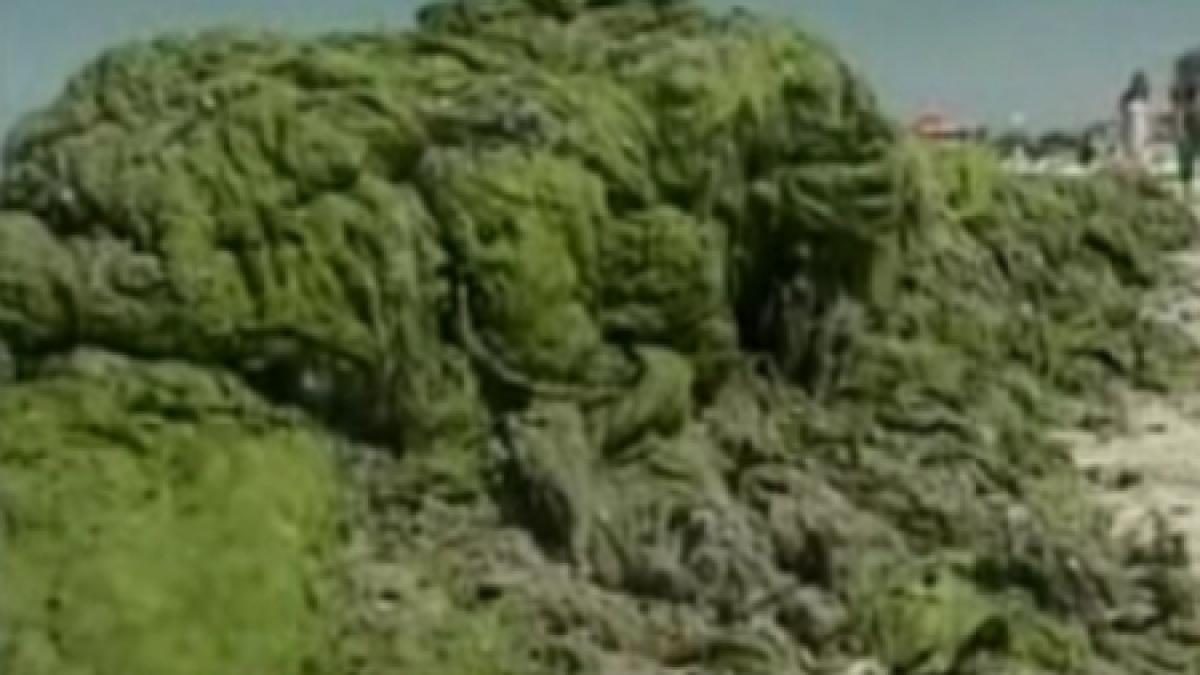 turistii din mamaia primesc bonus masti chirurgicale pentru mirosul degajat de alge