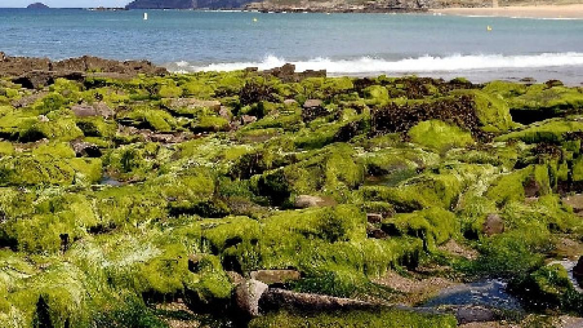 bulgarii au scapat de problema algelor de pe litoral vezi ce solutie au gasit vecinii nostri de la