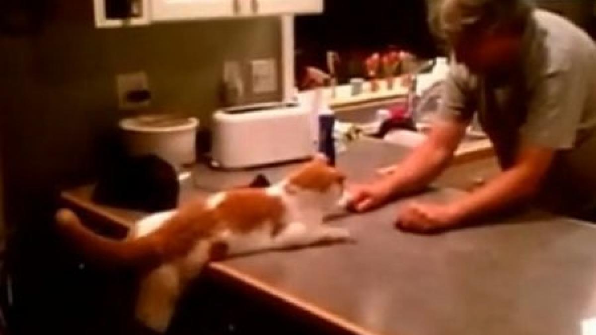 o pisica joaca alba neagra pe mancare