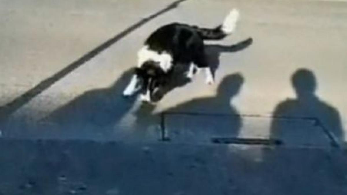 amuzant un caine se lupta cu umbrele de pe asfalt