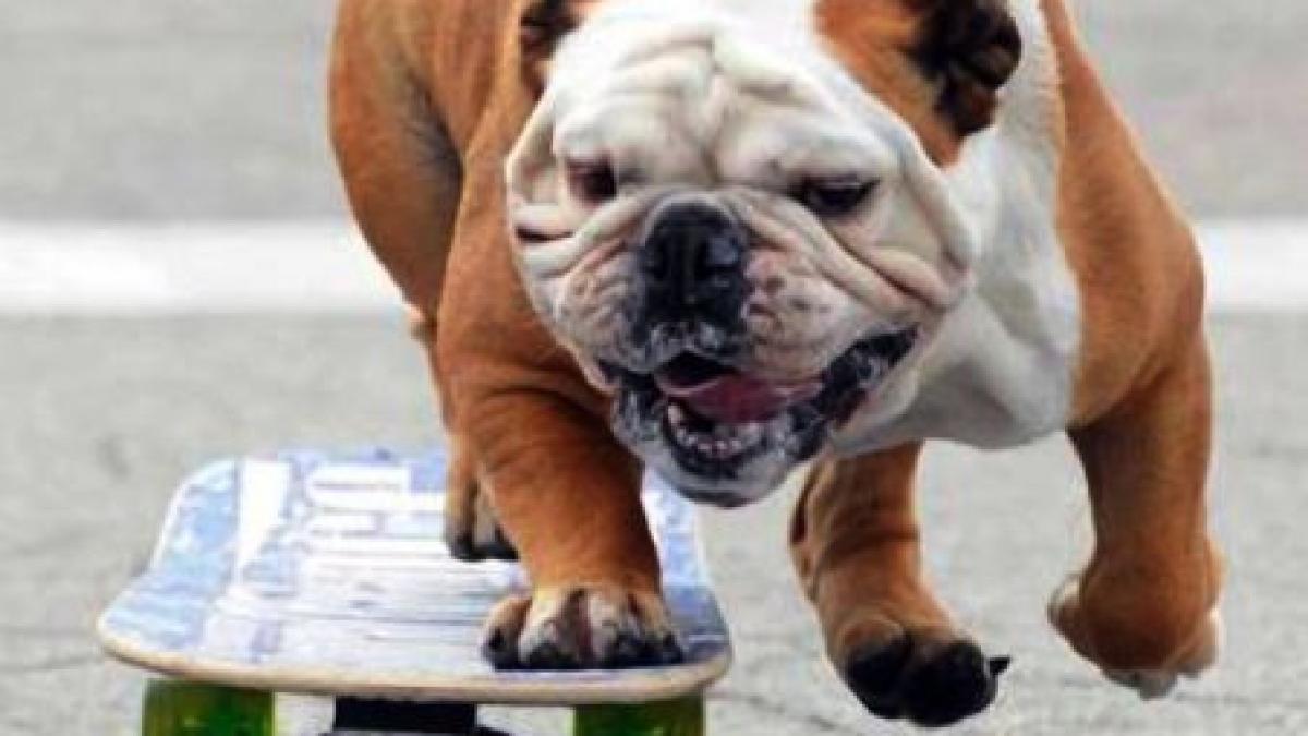 tillman bulldogul indragostit de sporturile cu placa cel mai rapid caine pe un skateboard
