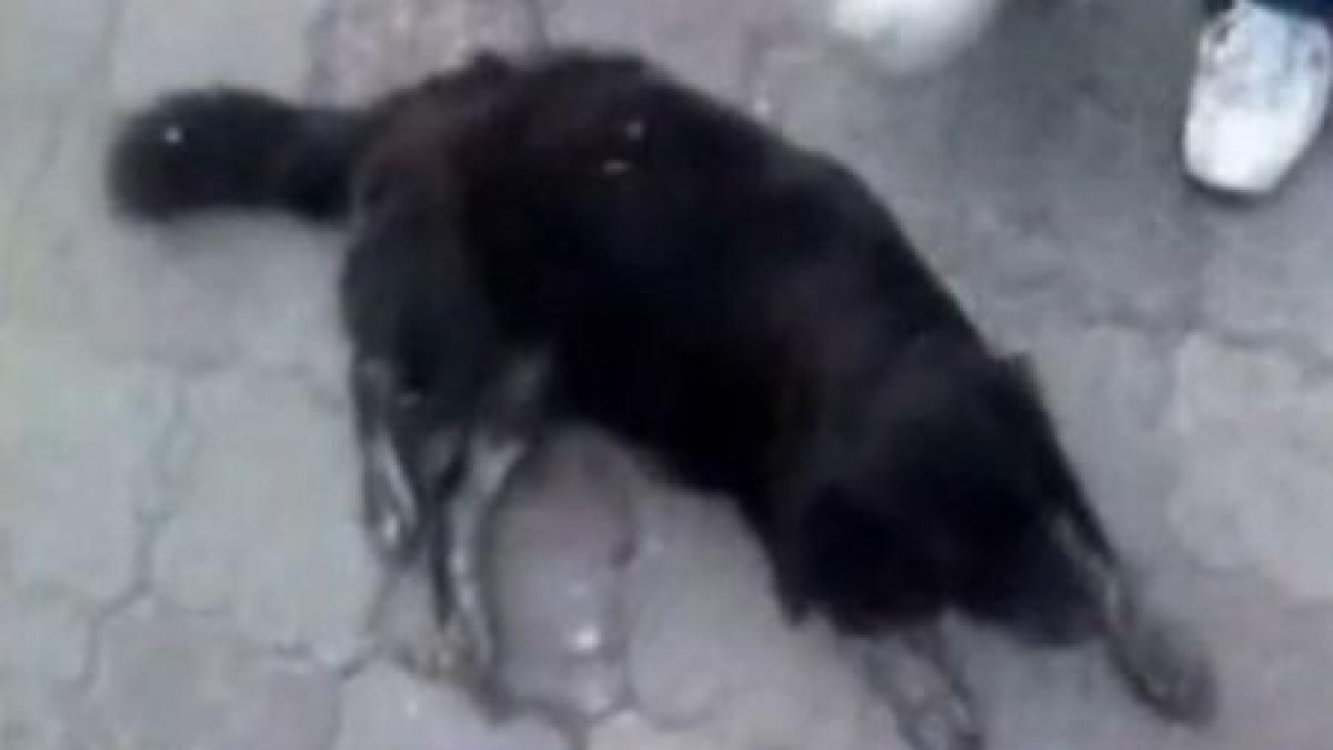 faceti cunostinta cu zuza paznicul feroce al antenei 3