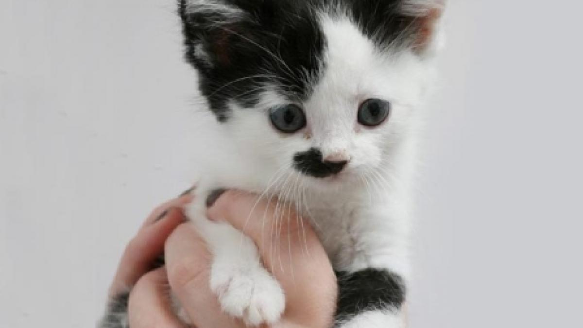 hitler reincarnat in pisica vezi cum arata kitler versiunea felina a fuhrer ului