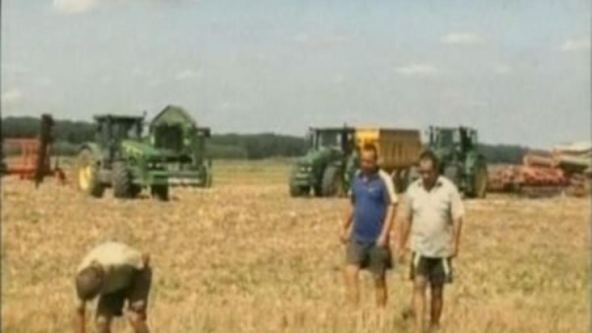 bataie pe ogor la fetesti doua grupuri de muncitori s au luat la pumni si s au urmarit cu