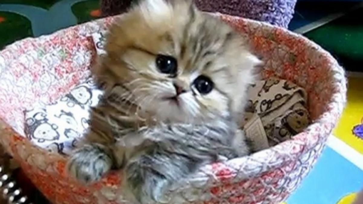 india cea mai simpatica pisicuta din lume