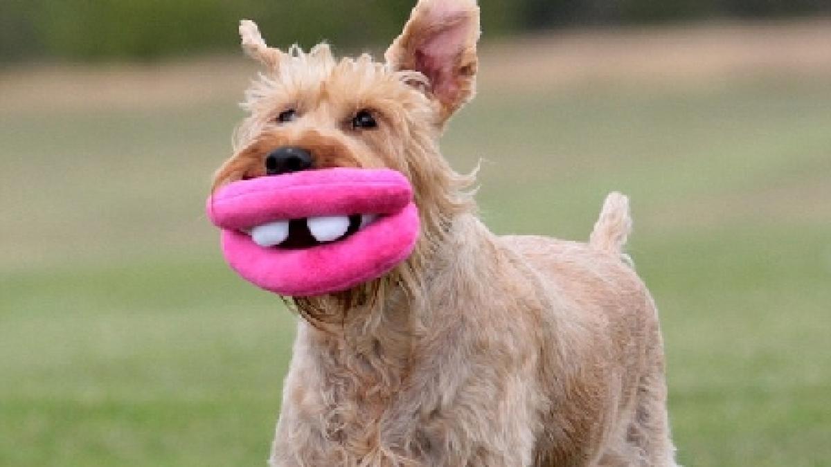 noul trend in materie de jucarii pentru caini botoxul din plus