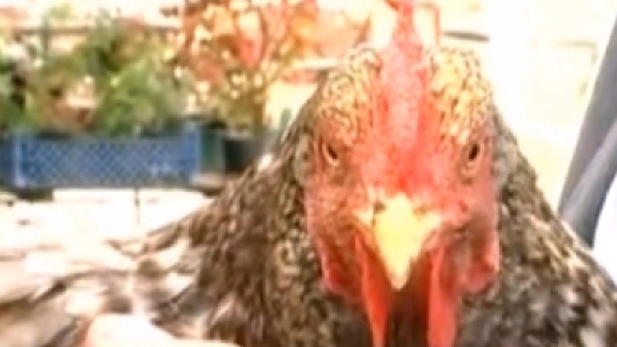 gaina bunicuta mandria familiei vicepresedintelui cj hunedoara