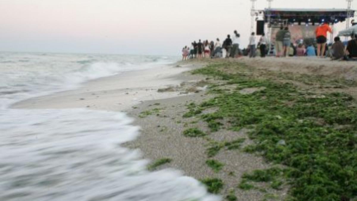 nu suntem singurii plajele francezilor invadate de tone de alge