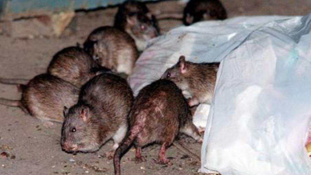 sobolani in curtea spitalului de copii marie curie bolile transmise si muscatura lor pot fi letale