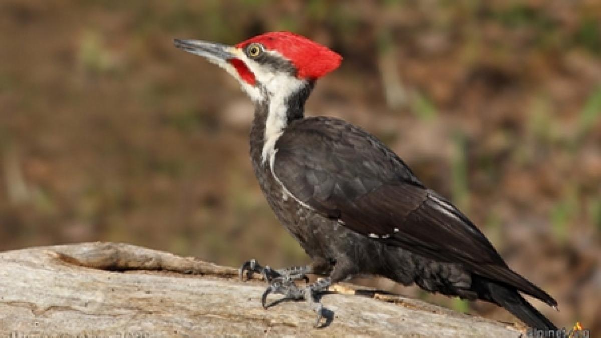 sua o femeie a fost amendata dupa ce a salvat un pui de ciocanitoare de la moarte